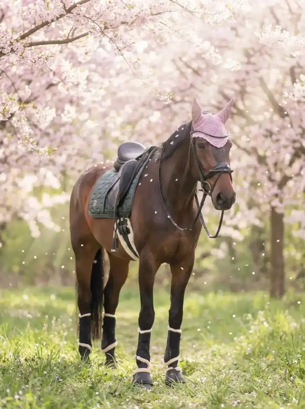 Spring Blossom – Bay warmblood under soft pink cherry blossoms