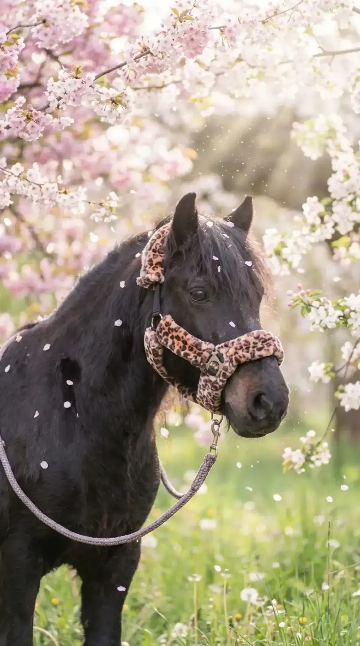 Spring Blossom – Dark pony with a leopard-print halter under pink cherry blossoms