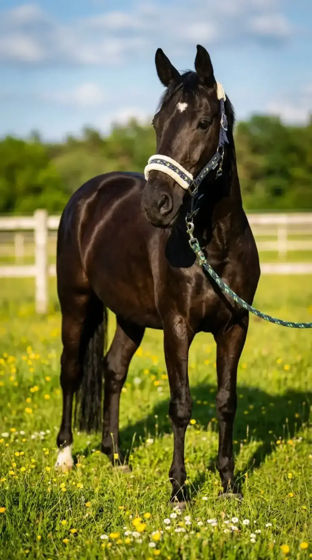 Summer Pasture style